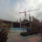 پروژه تندیس اقاقیا