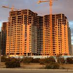 شمیم رحمت3 نخل -زمستان 1402